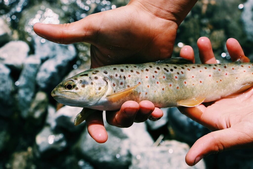 A vivid image of a fish with distinct