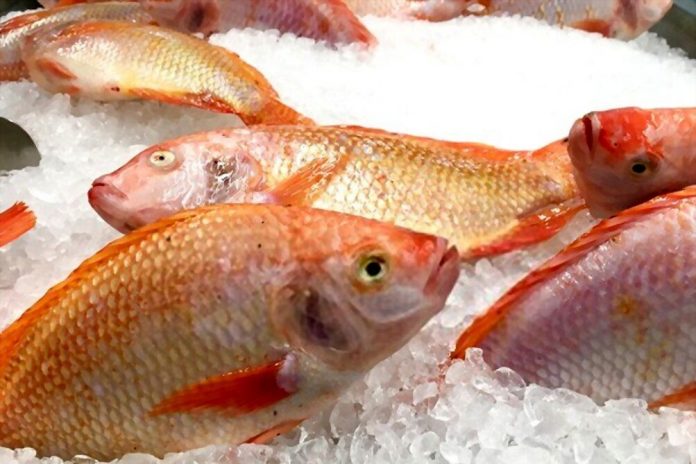 Can You Freeze Fish Whole Without Cleaning Them? Important Tips and Tricks