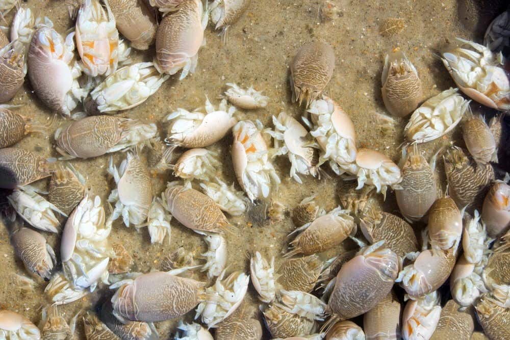 are-there-sand-fleas-in-florida-when-and-where-to-find-them