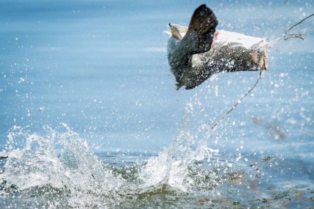 best time to go bass fishing in a pond