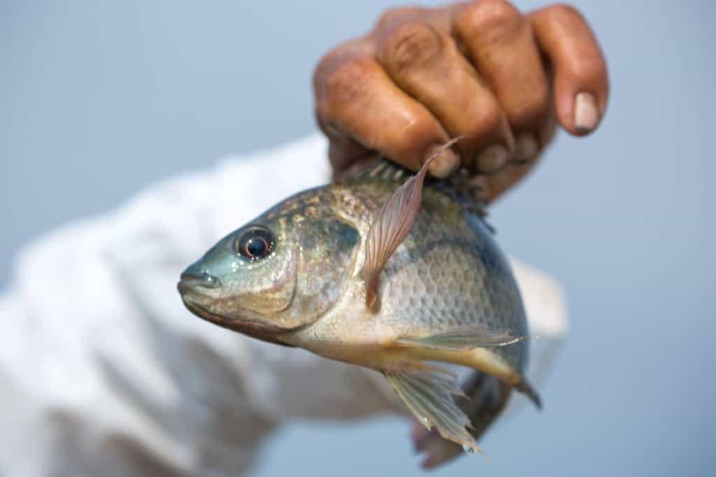 Why Does Tilapia Taste Like Dirt Surprising Facts You Need To Know