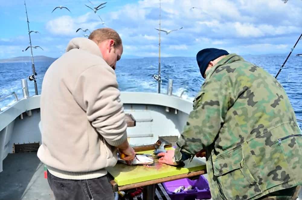 gutting fish