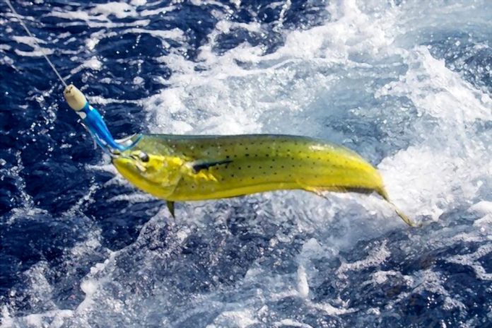 What Bait To Use For Sea Fishing - Our Expert Guide and Tips