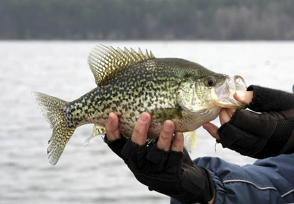 about crappie spawning season