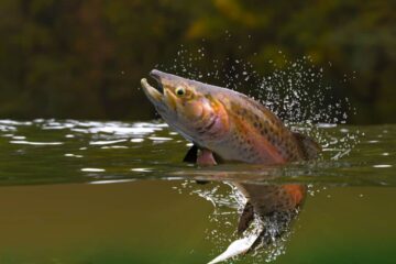 The Best Time of Year For Trout Fishing California: Take Note of This!