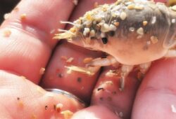 Catching Sand Fleas In Winter: Top Tips to Know About!