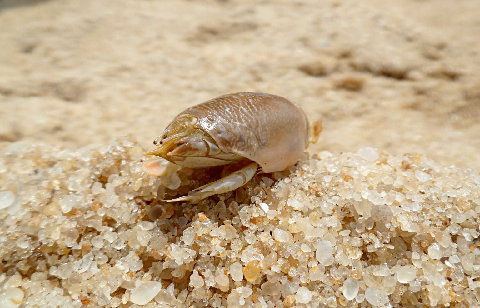 how-to-preserve-sand-fleas-keep-them-alive-for-pompano-fishing