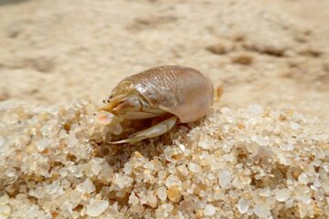 How to Preserve Sand Fleas: Keep Them Alive For Pompano Fishing!