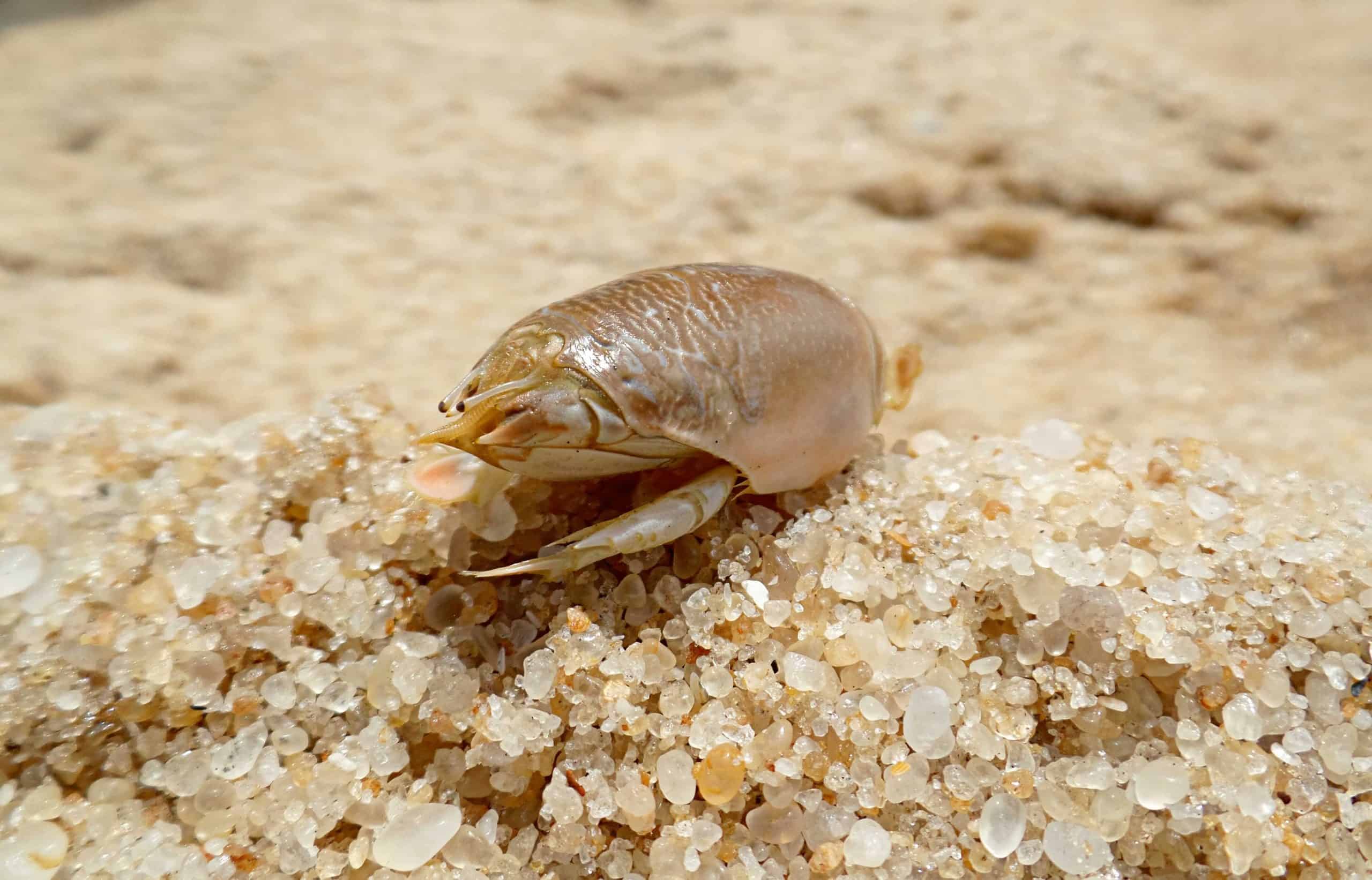 How To Preserve Sand Fleas Keep Them Alive For Pompano Fishing 