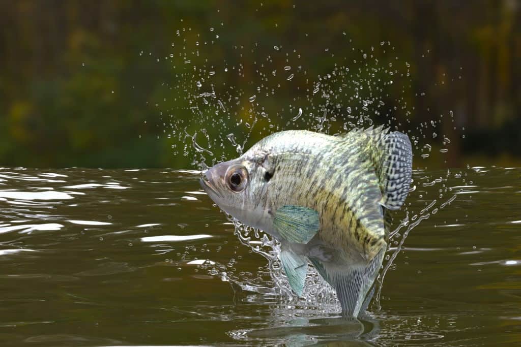 when do crappie spawn in michigan