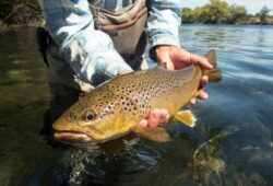 When is the Best Time to Trout Fish In Colorado?