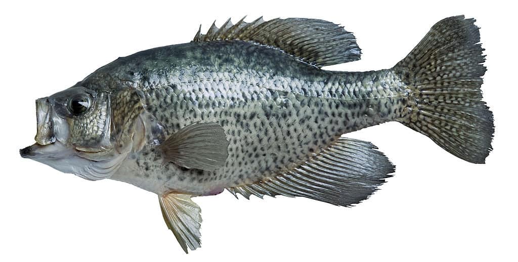 black crappie