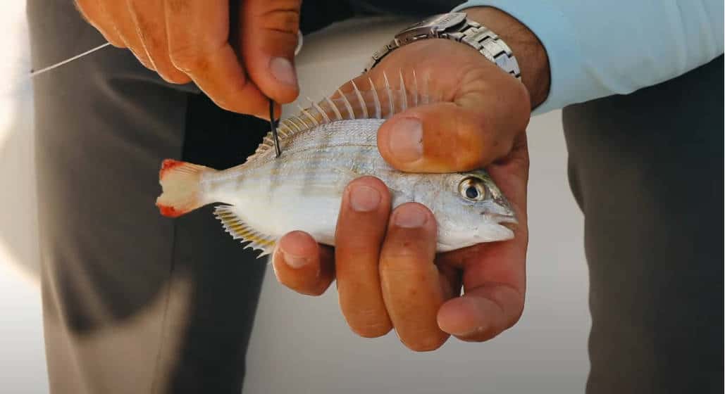 can you catch with pinfish