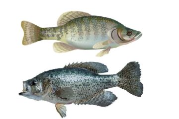 The Difference Between Black and White Crappie: A Quick Guide