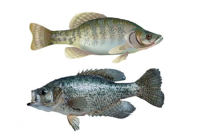 The Difference Between Black and White Crappie: A Quick Guide