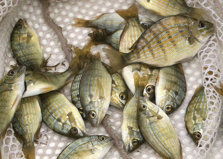 How To Catch Bait Fish In Florida - Cheat Sheet for Anglers