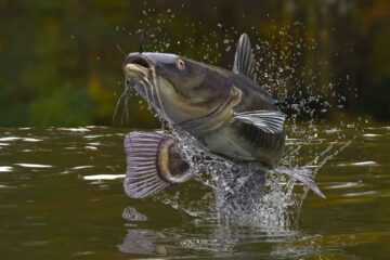 How to Catch Catfish During the Day: Your Helpful Guide