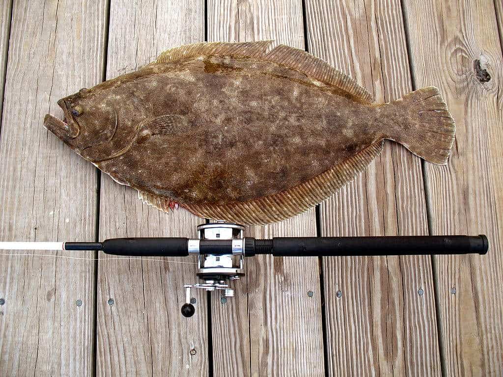 how to catch flounder at night