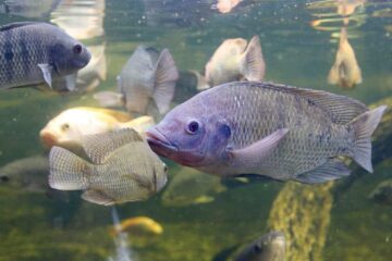 How To Fish For Tilapia In A Pond – Everything You Need to Know