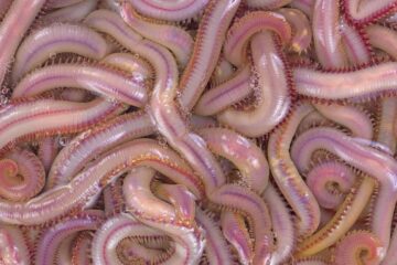 How to Keep Bloodworms Alive: The Quick Guide You Need