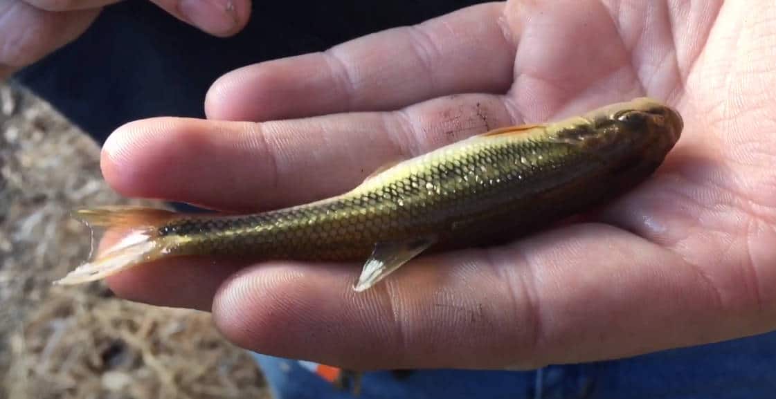 how to keep creek chubs alive