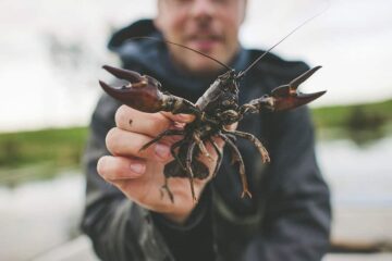 What Bait Do You Use to Catch Crawfish? Best Baits For Successful Catches!