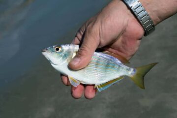 What Can You Catch With Pinfish? Use As Bait Properly!