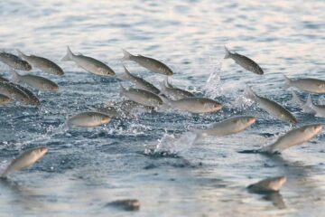 What Do Mullet Eat For Bait: Your Top Bait Choices