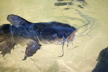 What Eats Catfish In a Pond? What You Need to Know