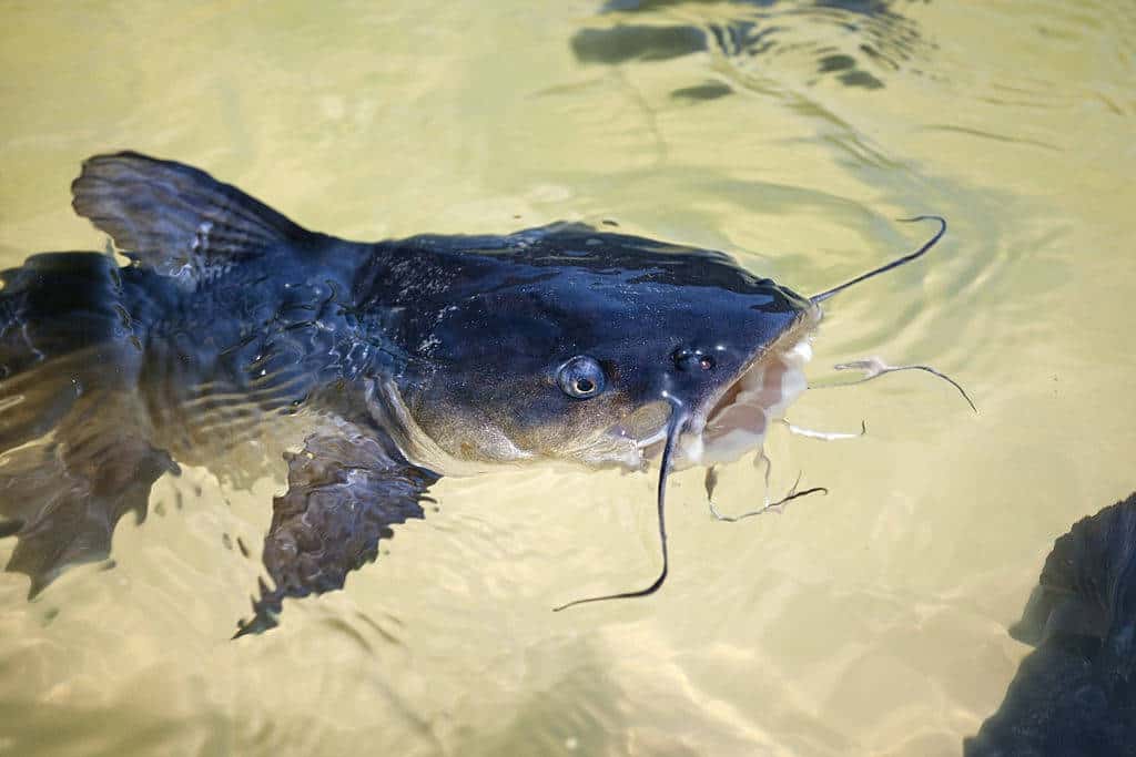 what-eats-catfish-in-a-pond-what-you-need-to-know