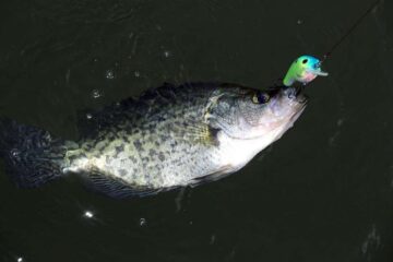 What Size Hook to Use For Crappie? Get More Crappies!