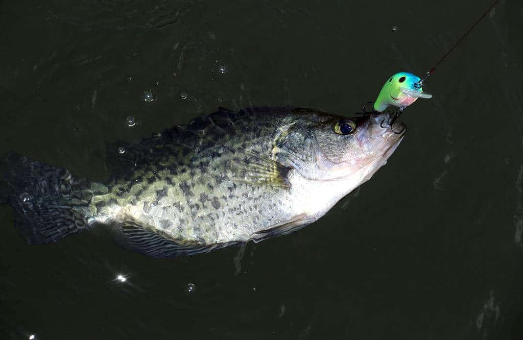 What Size Hook For Crappie Fishing With Minnows