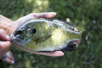 When Do Bluegill Spawn in Wisconsin: The Answers Out!