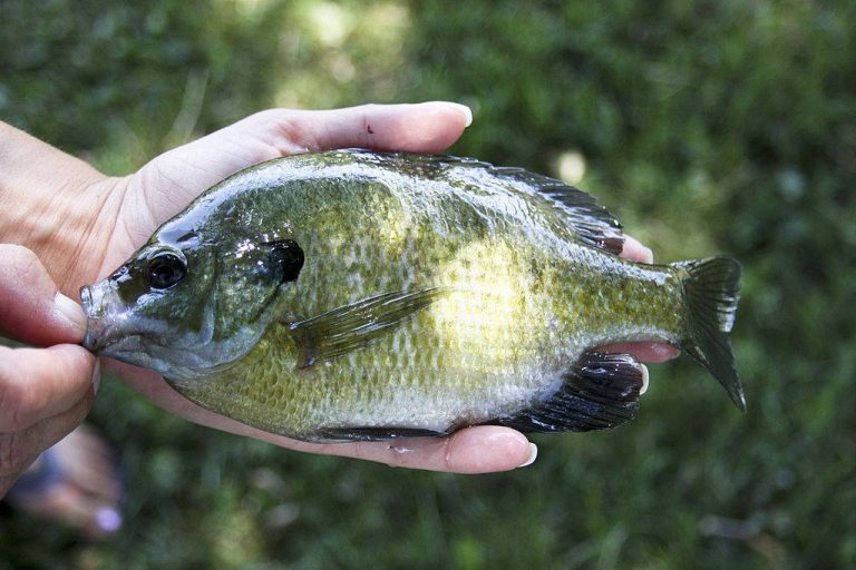 When Do Bluegill Spawn in Wisconsin: The Answers Out!