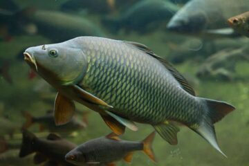 When Do Carp Spawn In Michigan? Fish the Right Time!