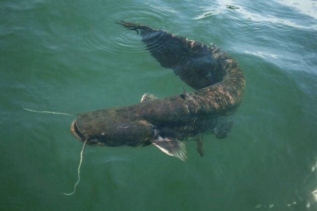 when do catfish spawn in ponds