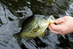 When Do Crappie Spawn In Arkansas? What to Learn About Spawning Season