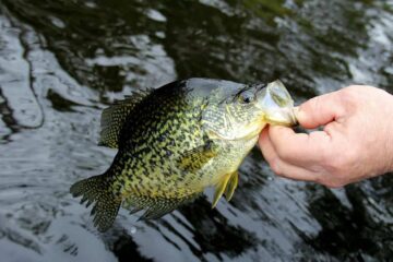 When Do Crappie Spawn In Arkansas? What to Learn About Spawning Season