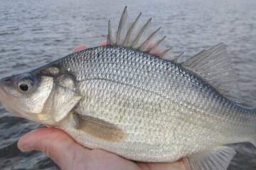 When Do White Perch Spawn In Louisiana? The Answers Here!