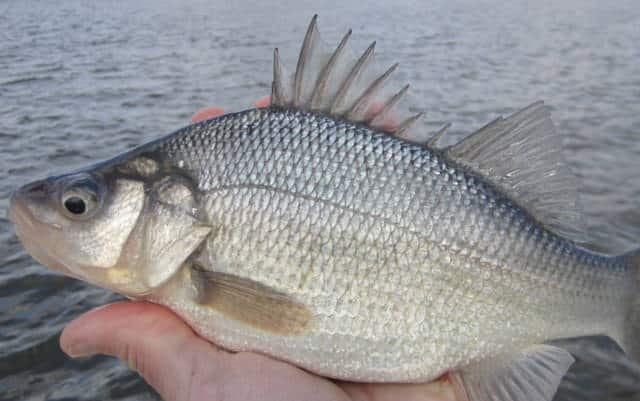 when do white perch spawn in louisiana