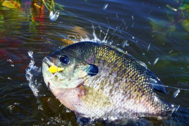 when is the best time to fish for bluegill