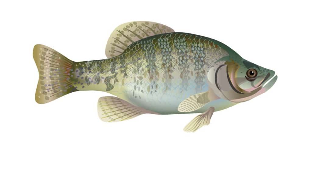 white crappie