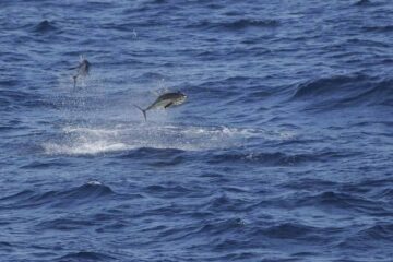 Can You Catch Tuna From Shore: The Answers Revealed
