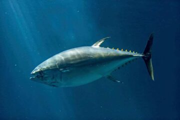 Can You Catch Tuna In the Gulf of Mexico? Where to Find Tuna