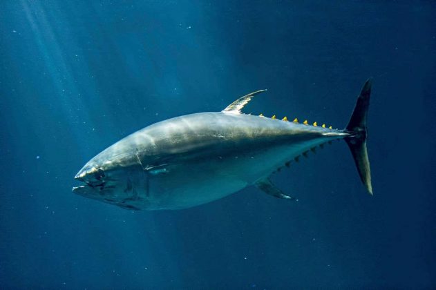 can you catch tuna in the gulf of mexico