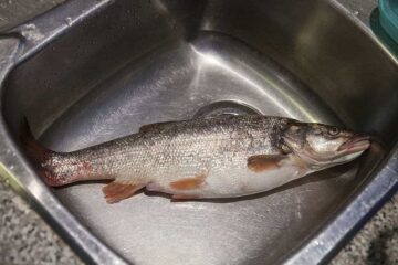 Can You Eat Northern Pikeminnow? Eat and Cook Fish Well!