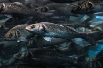 How to Keep Herring Alive For Fresher Bait and Better Catches