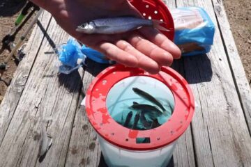 How to Keep Shiners Alive Overnight For Your Fishing Trip
