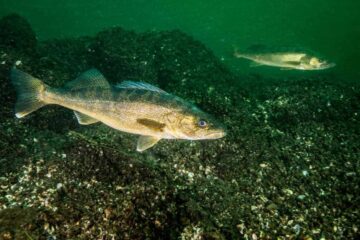 When Do Walleye Spawn In Wisconsin? The Perfect Time to Fish!