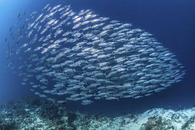 can you catch mackerel at night